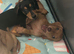 Miniature dachshund