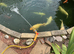 Free koi