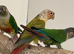 Conures