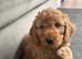 Curly Cockapoo boy ready for forever home