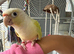 Pineapple conure