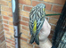 Canary Hen 2024
