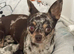Chocolate tan Longcoat female