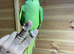Baby green ring neck talking parrot