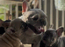 KC French Bulldog Puppies Lilac, Black Tan, Fawn