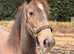 Irish draft cross 11mth old
