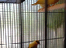 Canaries for new home