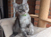 Maine Coon boy available