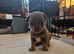 x5 Smoothcoat Chihuahuas for sale