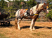 Cob Gelding 12.3 skewbald 9yrs ride/drive family pony