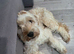 Female cockapoo f1