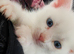 9 week old white male kitten