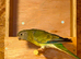 Redrump parakeets pair