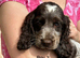 KC registered show cocker spaniels