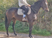 Lovely little mare
