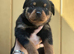 Rottweiler pup
