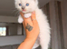 Purebred Blue Point & Blue Mitted Ragdoll