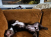 Lovely boy Dachshund x Poodle