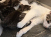 2 Tabby grey kittens girl and boy