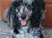 Health tested f1 cavapoo puppies