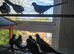 Diamond doves