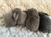 4 mini lop baby’s for sale