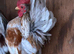 Show quality serama hatching eggs and chicks