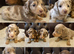 Dachshund miniature long haired