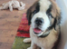 Fab looking Saint bernard girl 10 weeks