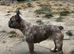 Dw kc registered French bulldog (female)