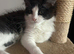 Tuxedo kitten