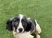 Working cocker spaniel (blue roan ) girl