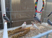 Java sparrows