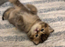 Pedigree British Shorthair