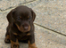 Gorgeous Dachshund puppies for sale