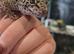Adult female leopard gecko