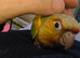 Coming Soon Red Factor handreared Conures! £349