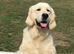 Beautiful kc reg pup