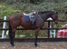 Smartie - Fun loving allrounder sort