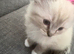 1 girl ragdoll kitten
