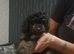 Beautiful Toy poodle puppies.