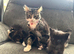Beautiful kittens
