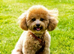 Asian Toy Poodle Maltipoo puppy