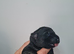 German shepherd puppies