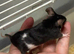 Friendly baby male fancy mouse with complete set up