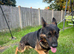 Exceptional German Shepherd - KC Registered Champion Blood Line