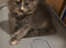 3 female kittens