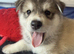 Husky mixed puppies from family home