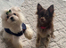100% Korean tiny Maltese well proven 5* rated licensed stud