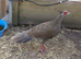 2026 True Silver pheasant hens